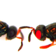 Oh fuck this (image: Akbari lab, UC Riverside)